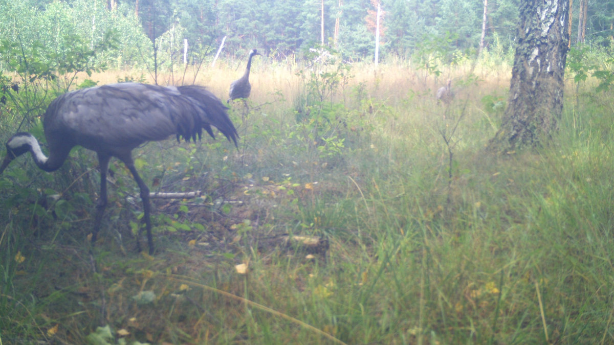 У Чорнобильській зоні показали обережних господарів боліт