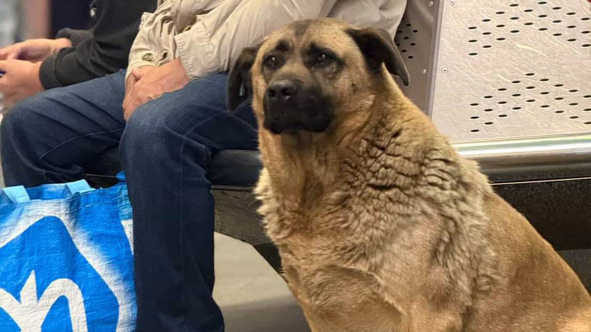 Пес Міша з метро "Теремки" знайшов сім'ю