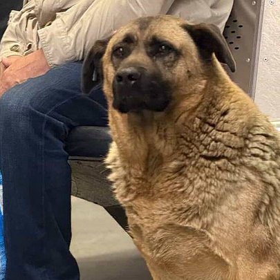 Пес Міша з метро "Теремки" знайшов сім'ю - 412x412