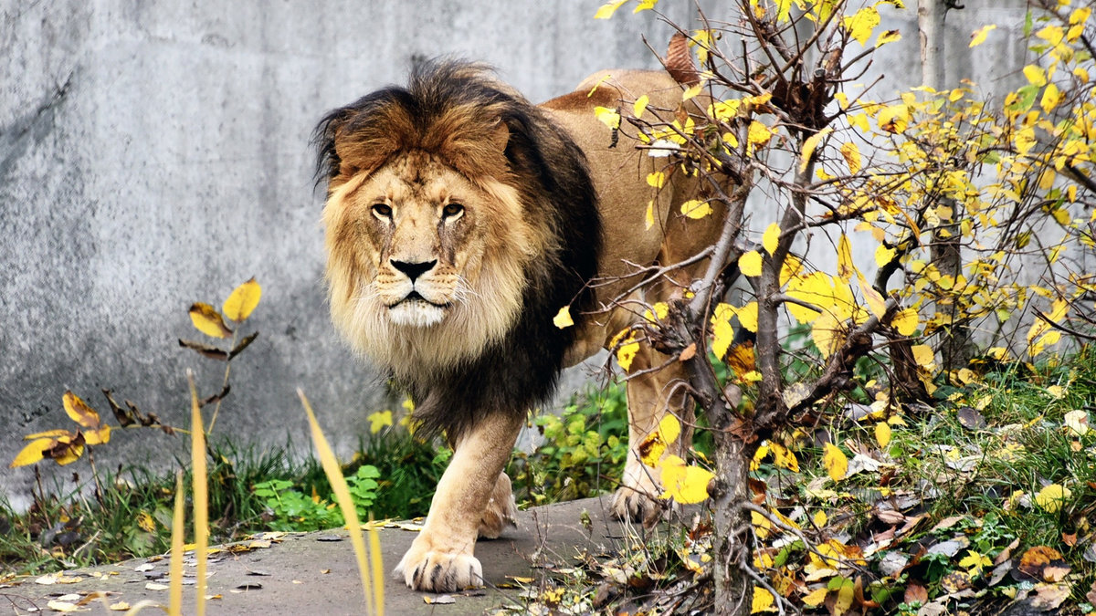 У Київському зоопарку показали, як його мешканці готуються до зими: фото