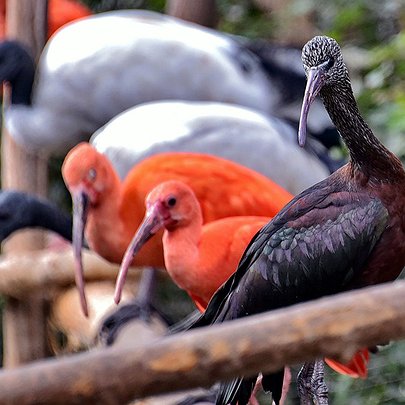 Птахи у столичному зоопарку переїхали в зимові будиночки: фото - 412x412
