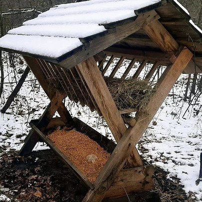 У столичних лісах встановили годівниці для диких тварин: фото - 412x412
