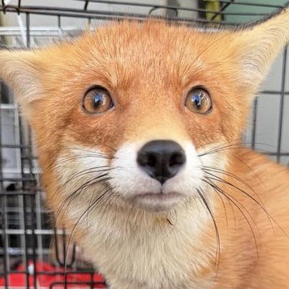 Киян просять допомогти з лікуванням двох лисичок: одну збило авто - 412x412