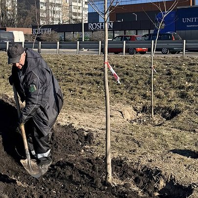 У Києві засаджують деревами Кільцеву дорогу та оновлюють декоративні злаки - 412x412