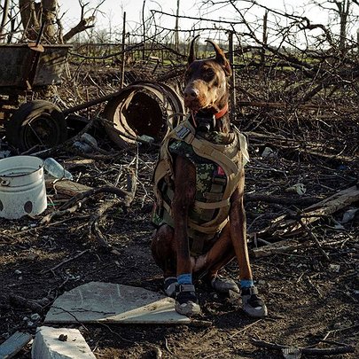 Померла собака Ханна, яка знайшла під завалами понад 170 осіб - 412x412