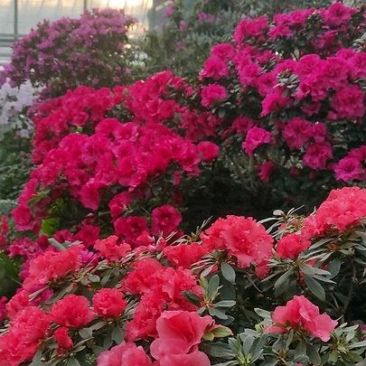 У ботсаду розквітли азалії та камелії: фото - 412x412