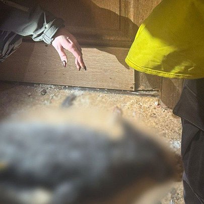 У квартирі киянки, яка утримувала вовка, знайшли труп лисиці - 412x412