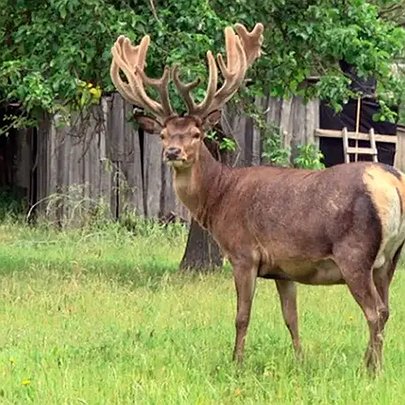 На Рівненщині збили відомого оленя Бориса - 412x412