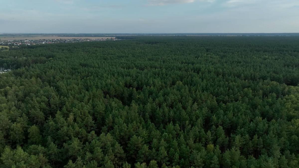 На Київщині хотіли вирубати під забудову 60 га лісу з червонокнижними рослинами