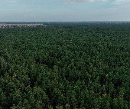 На Київщині хотіли вирубати під забудову 60 га лісу з червонокнижними рослинами - 412x412