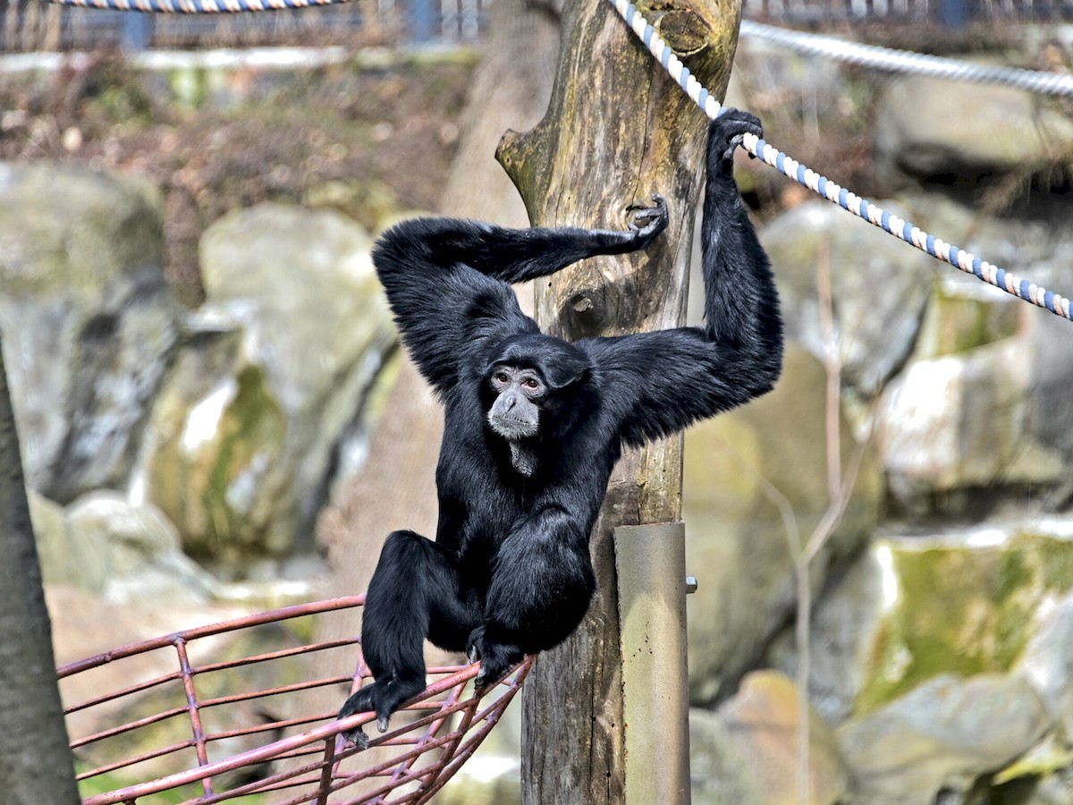 Київський зоопарк запрошує побачити трюки приматів-сіамангів, що співають: фото