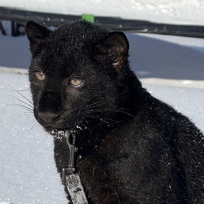 У парку "XII Місяців" народилося дитинча леопарда рідкісного забарвлення: фото - 412x412