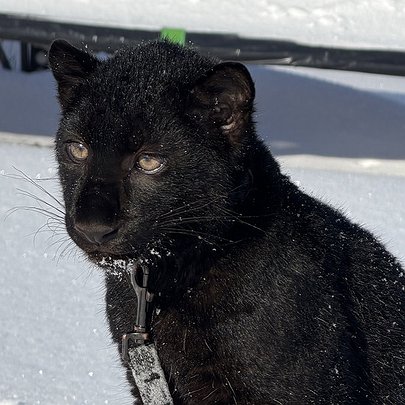 У парку "XII Місяців" народилося дитинча леопарда рідкісного забарвлення: фото - 412x412
