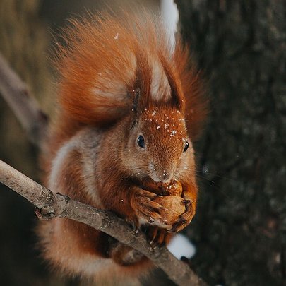 Have squirrels and sparrows really disappeared in Kyiv?: Kyiv City State Administration Environmental Protection Department - 412x412