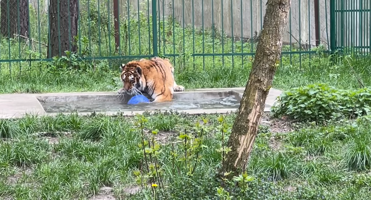 Тігрюля з Центру порятунку диких тварин шукає опікунів