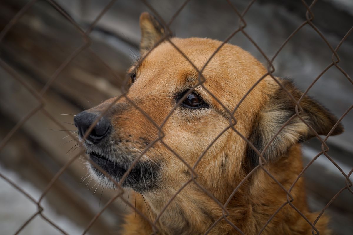 Happy Paw запустив проєкт, щоб допомогти тваринам у притулках пережити зиму