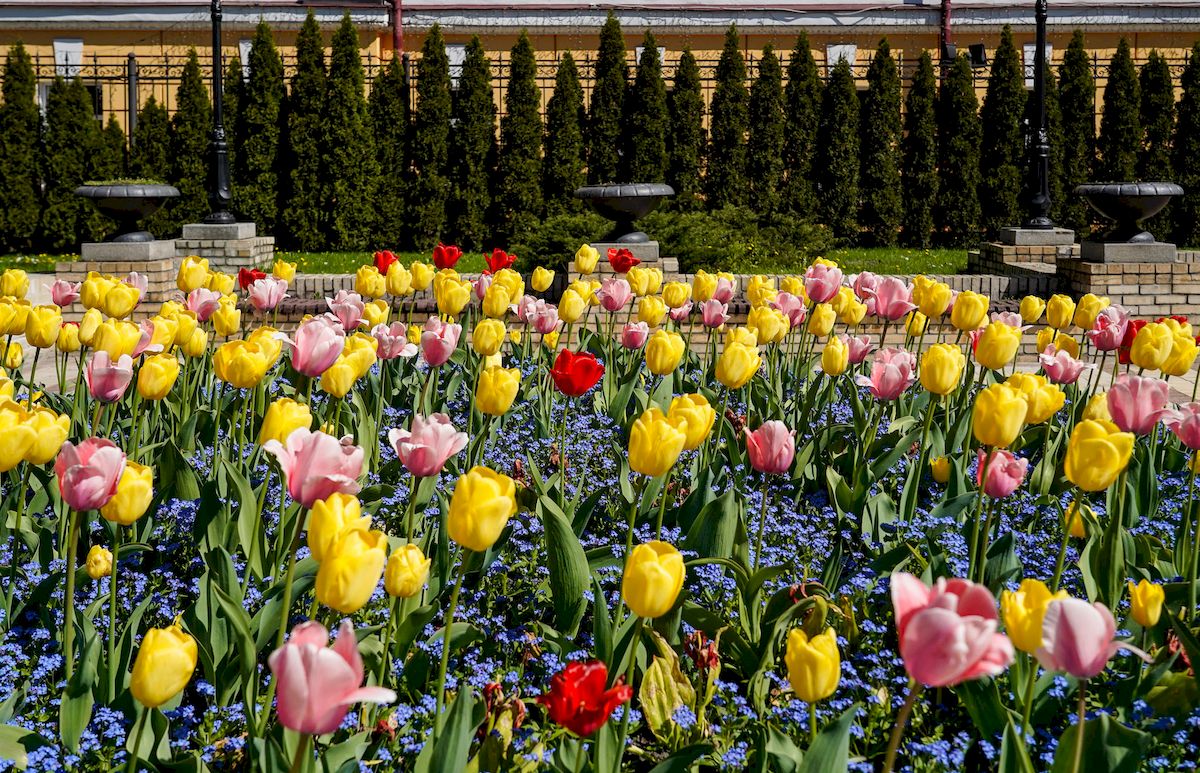Протягом цього року у Києві висадять 6 млн квітів