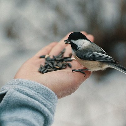 Чим можна і чим не слід годувати птахів взимку: поради від Департаменту захисту довкілля КМДА - 412x412