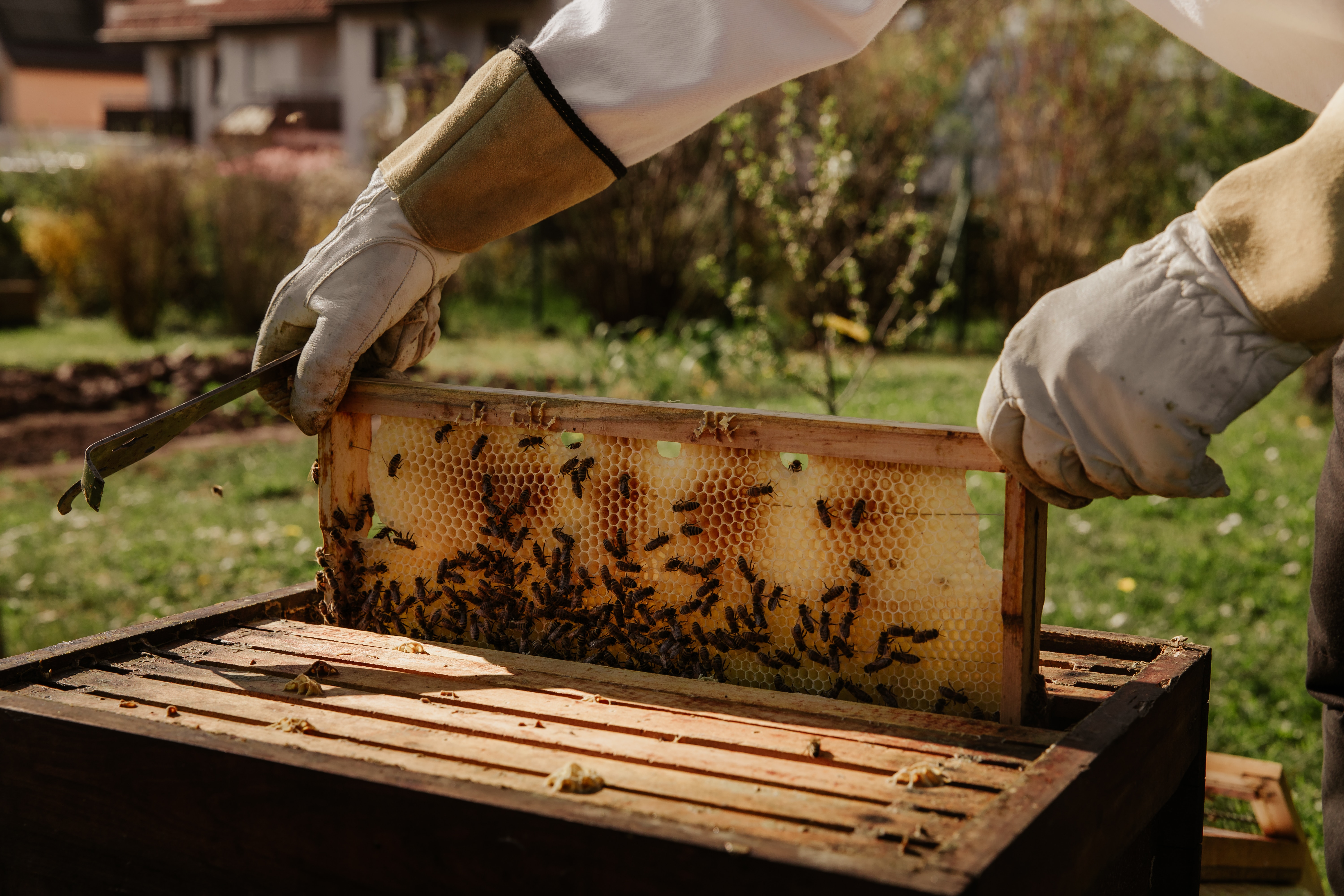 Заміновані території України використовуватимуть для виробництва меду