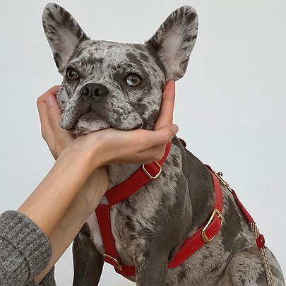 Стильно, зручно та корисно: 7 українських брендів товарів для тварин - 412x412