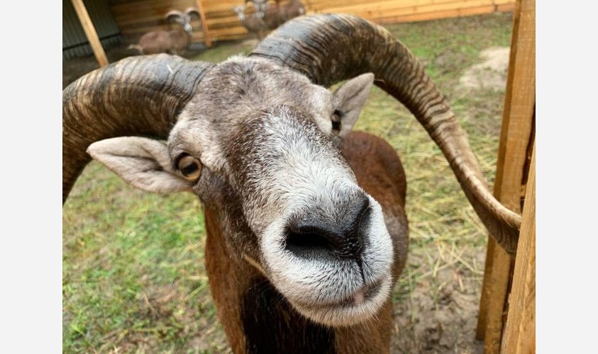 Домівка врятованих тварин