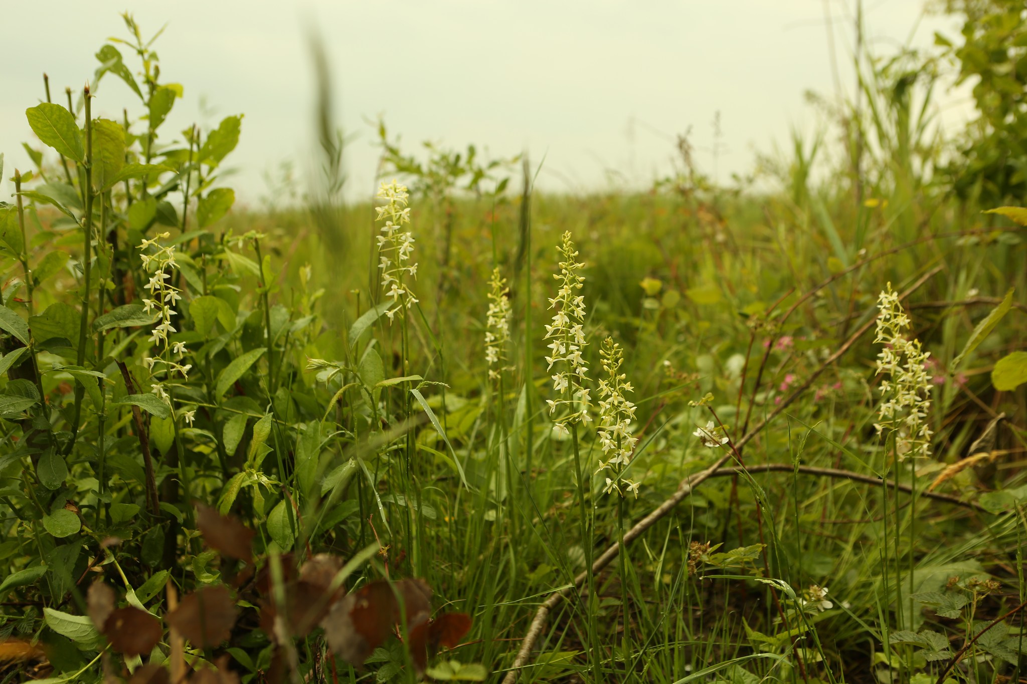 дикі орхідеї