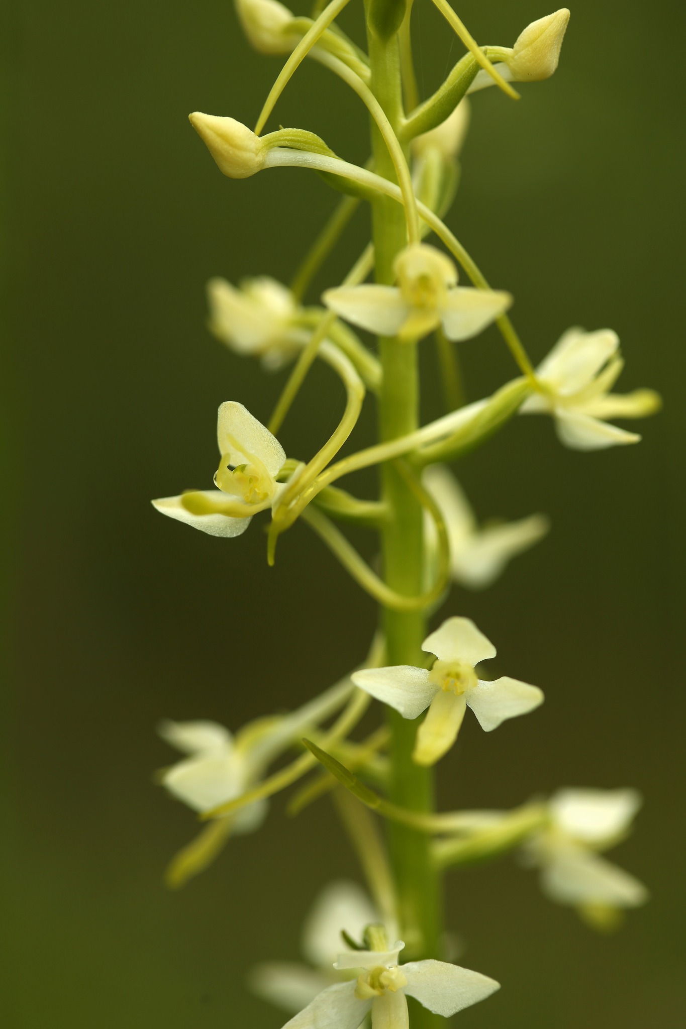Орыс ауылы порно видео ВКонтакте желісіндегі белорус порносы