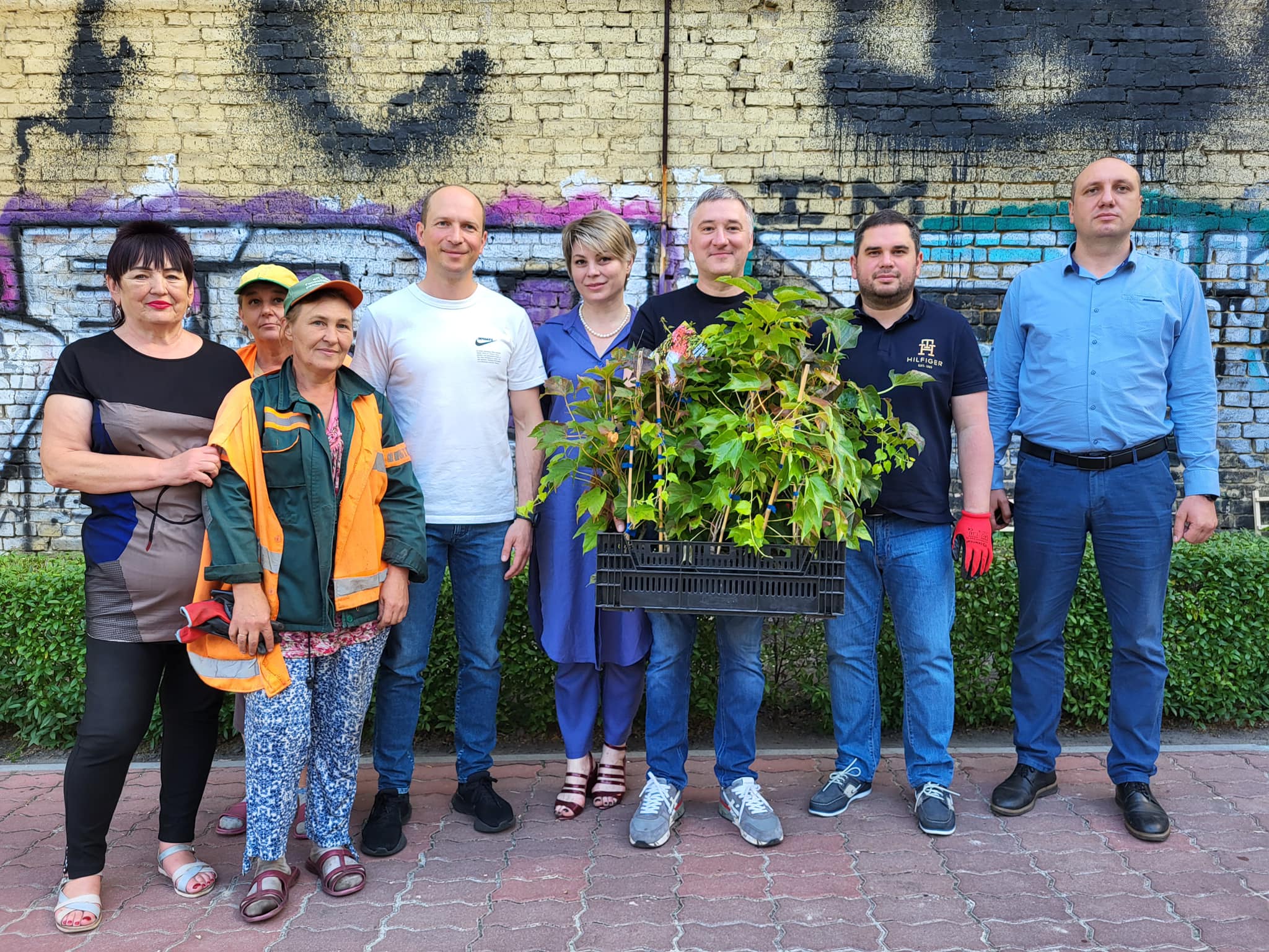 виноград вічі, висадка