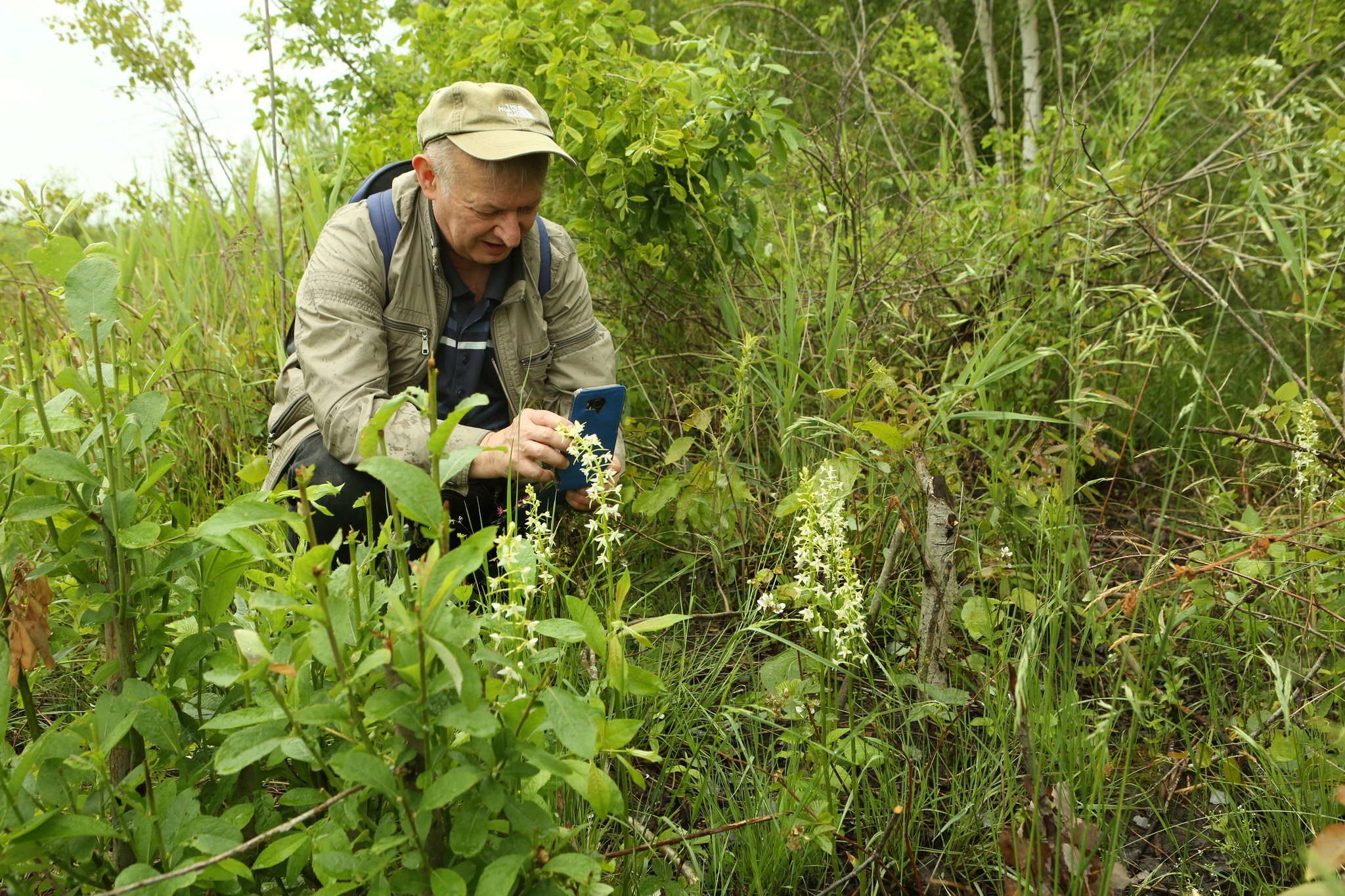 дикі орхідеї на київщині
