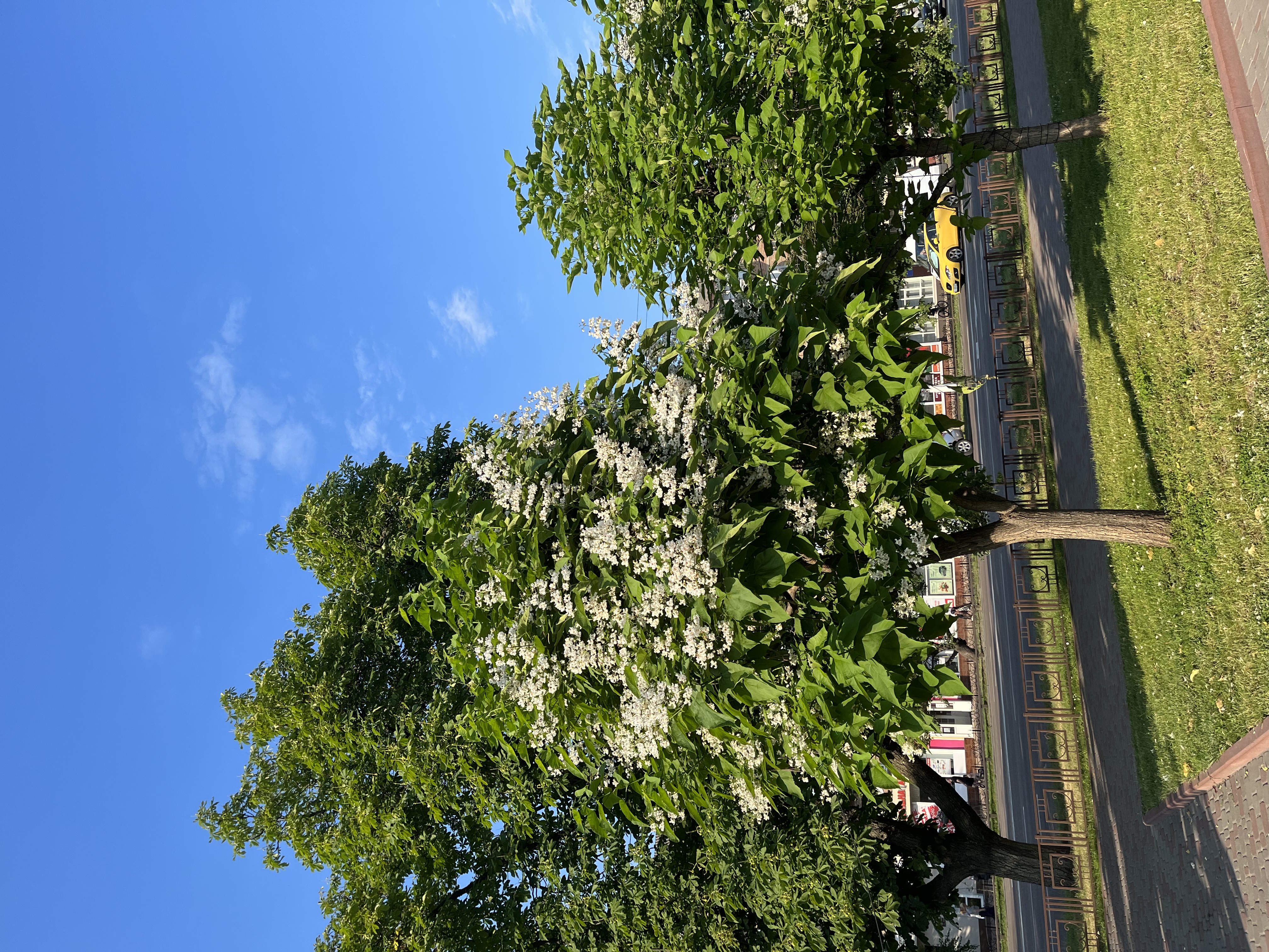 катальпа