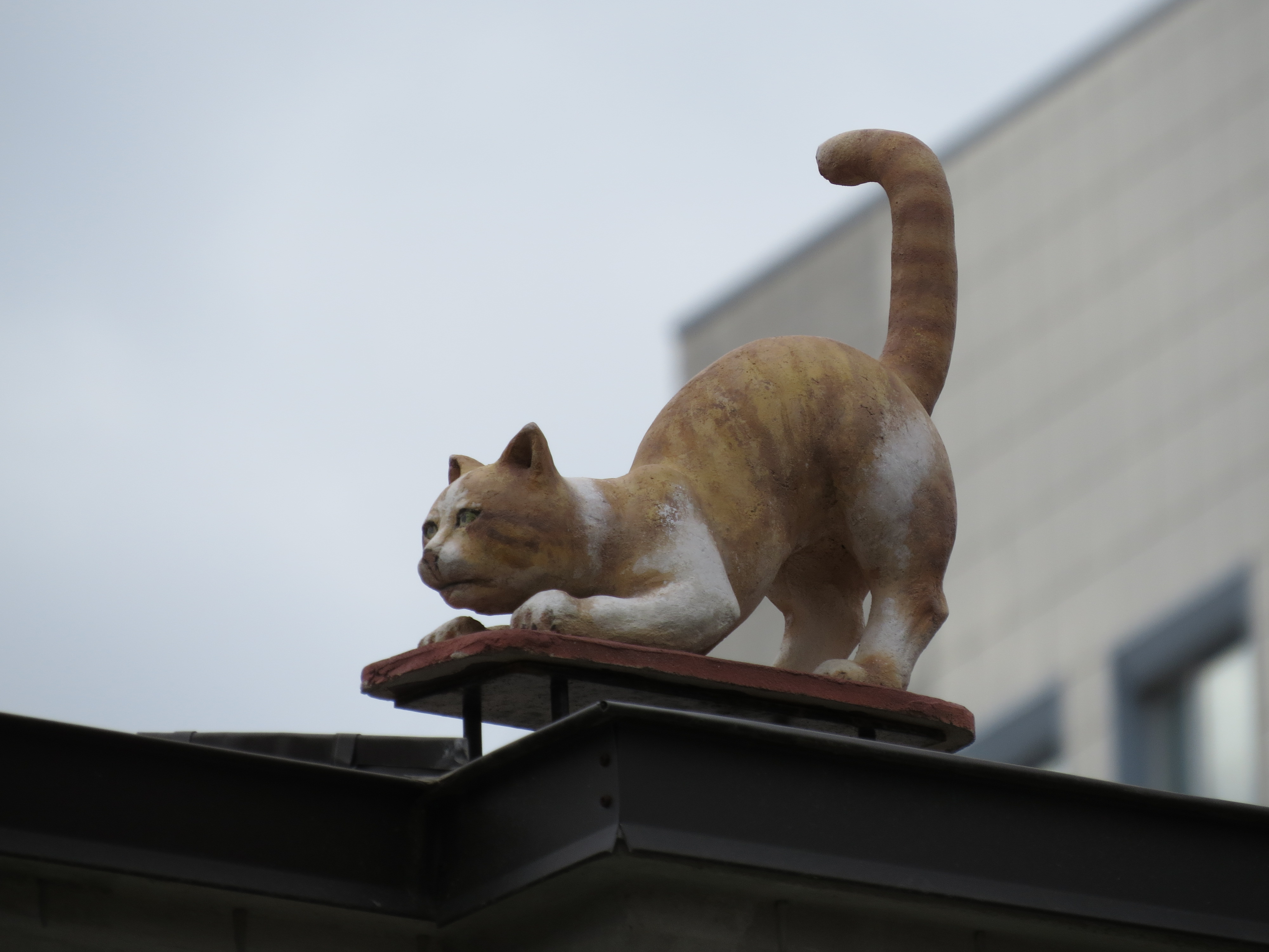 Котики Києва