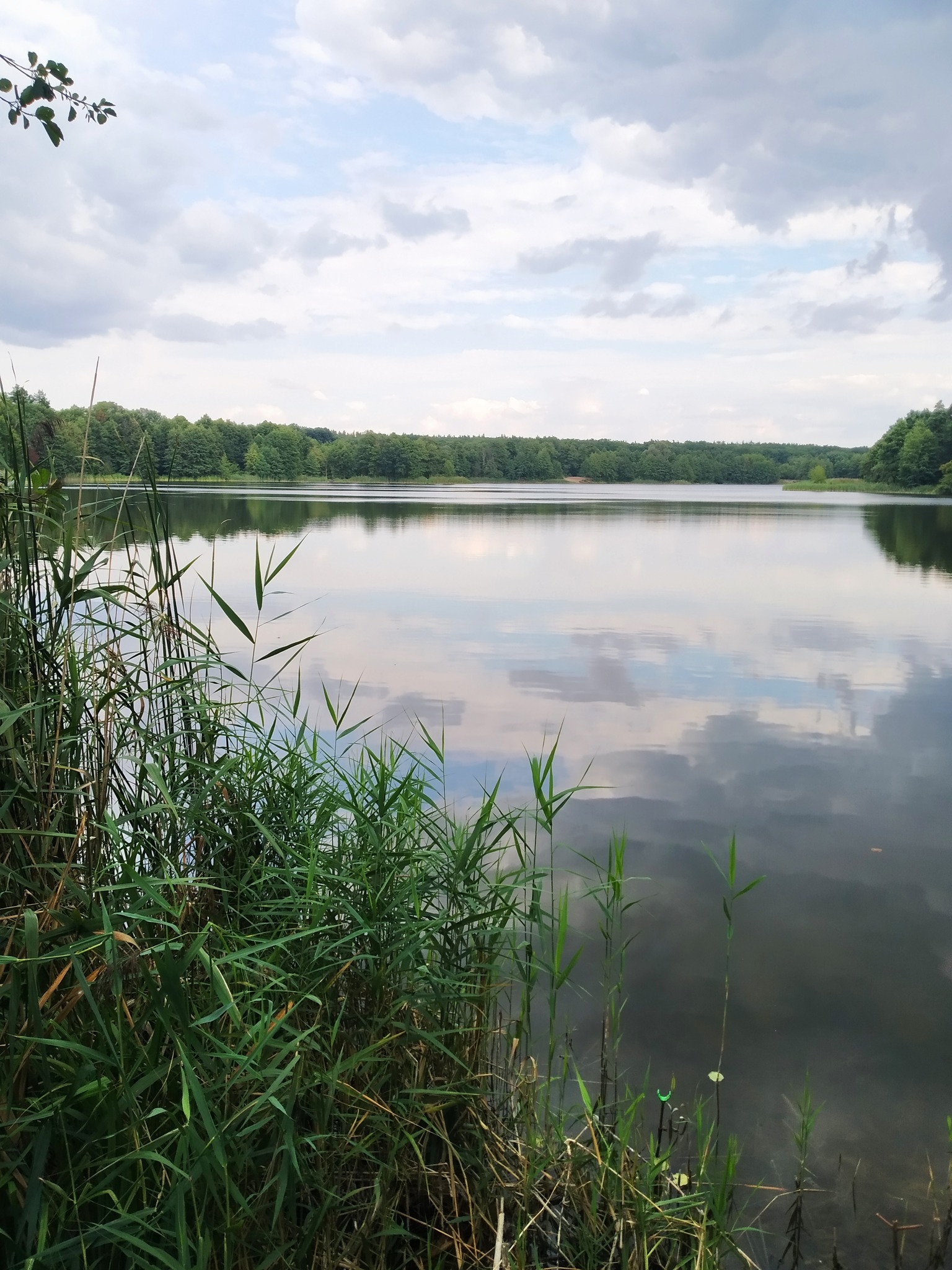У Києві знайшли рослину, якій загрожує знищення