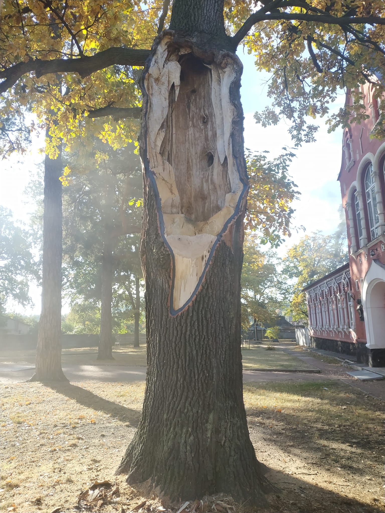 На Київщині врятували 260-річний дуб