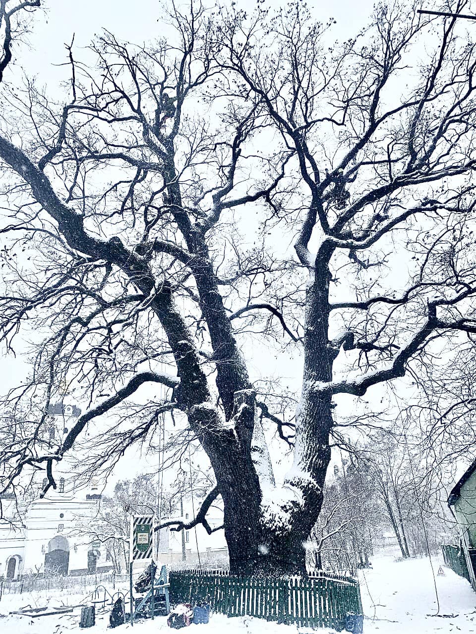 Як рятують вікові дерева у Києві