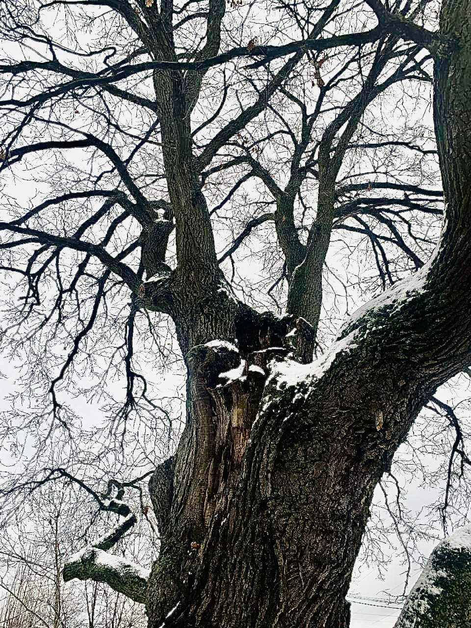 Як рятують вікові дерева у Києві