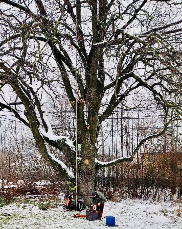 Як рятують вікові дерева у Києві