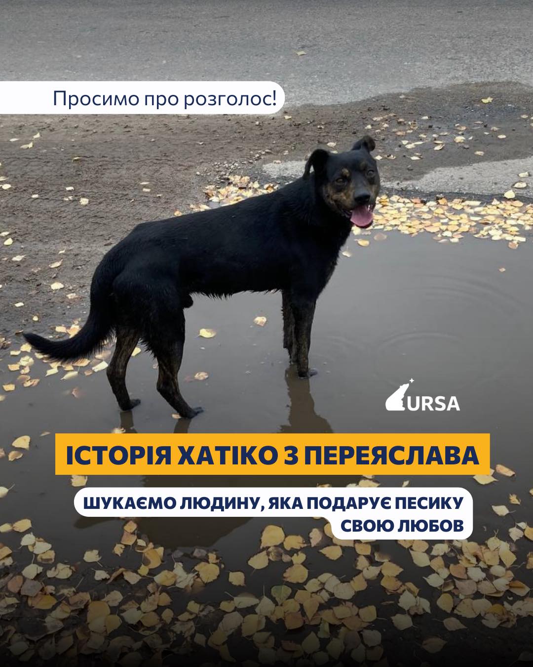 На Київщині з'явився Хатіко, який шукає господаря на автобусній зупинці