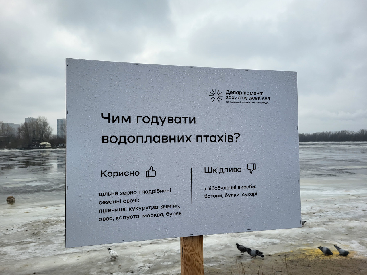 Чим можна годувати птахів