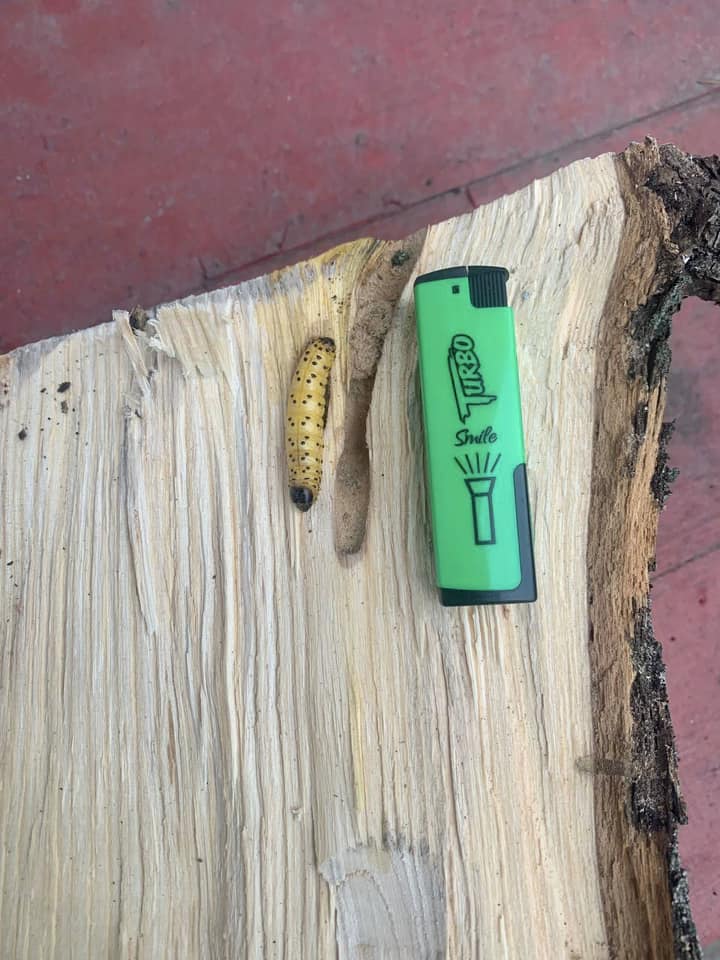 Вирубка дерев у Соломʼянському парку: комунальники пояснили причину