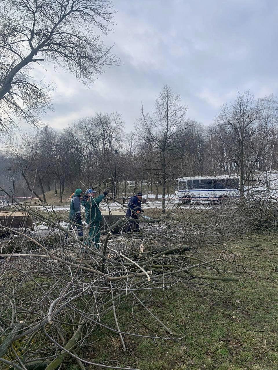 Вирубка дерев у Соломʼянському парку: комунальники пояснили причину