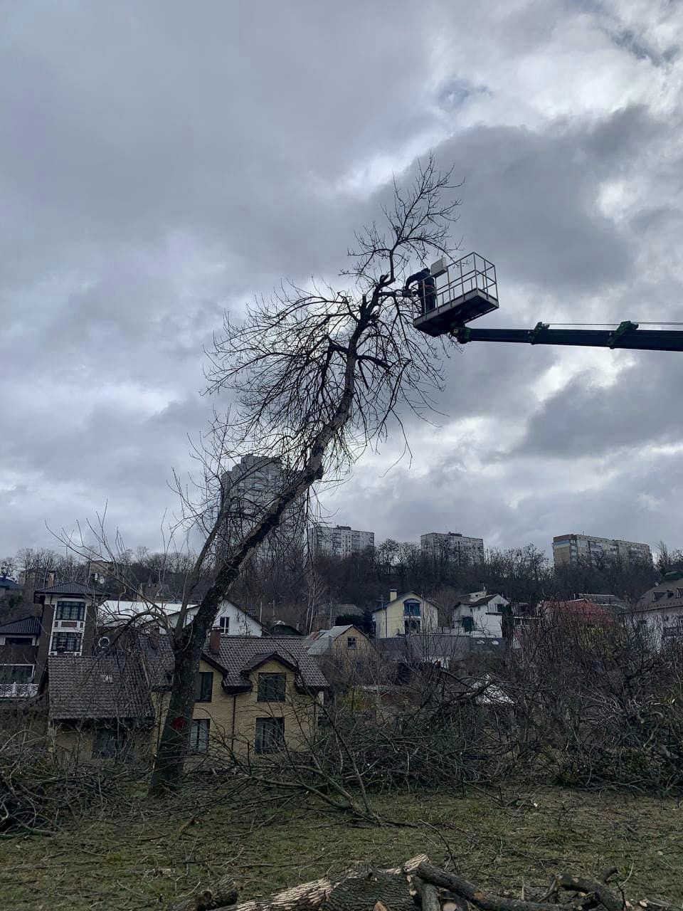 Вирубка дерев у Соломʼянському парку: комунальники пояснили причину