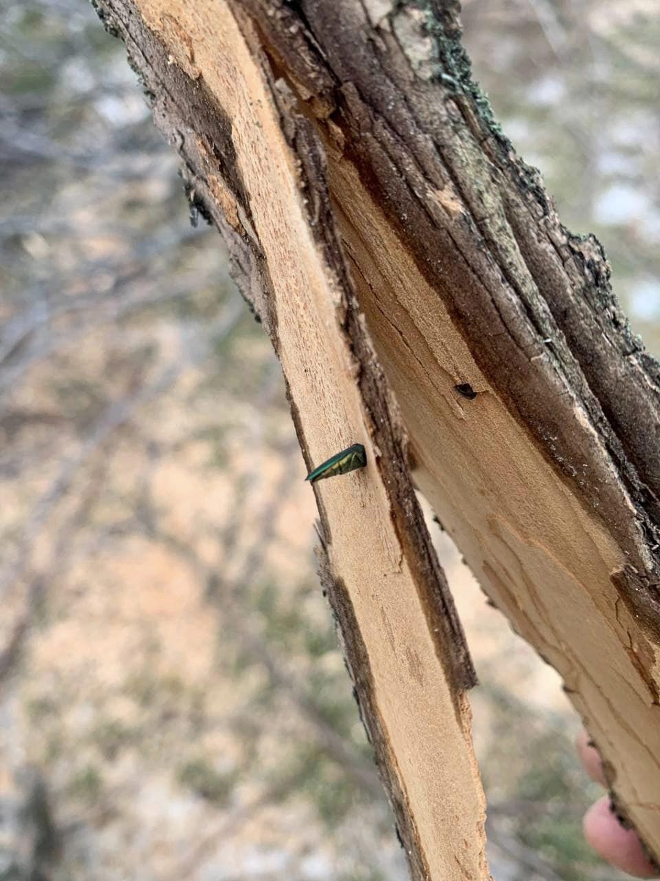 Вирубка дерев у Соломʼянському парку: комунальники пояснили причину