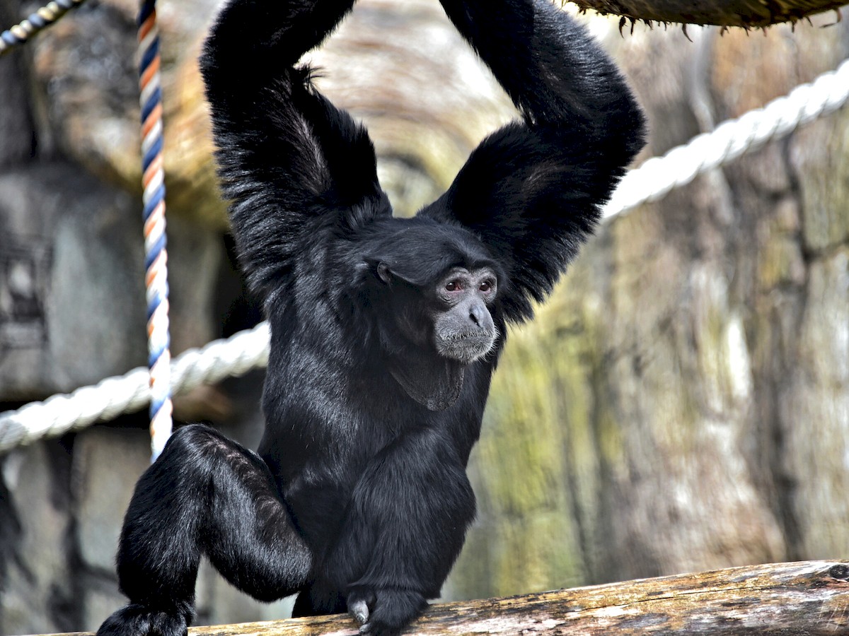 Київський зоопарк запрошує побачити трюки приматів-сіамангів