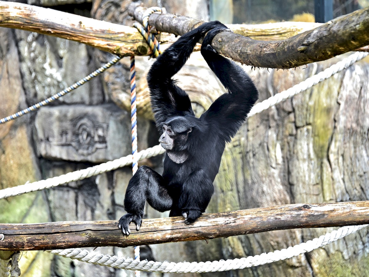 Київський зоопарк запрошує до вольєрів приматів-сіамангів: коли і що цікавого можна побачити 2