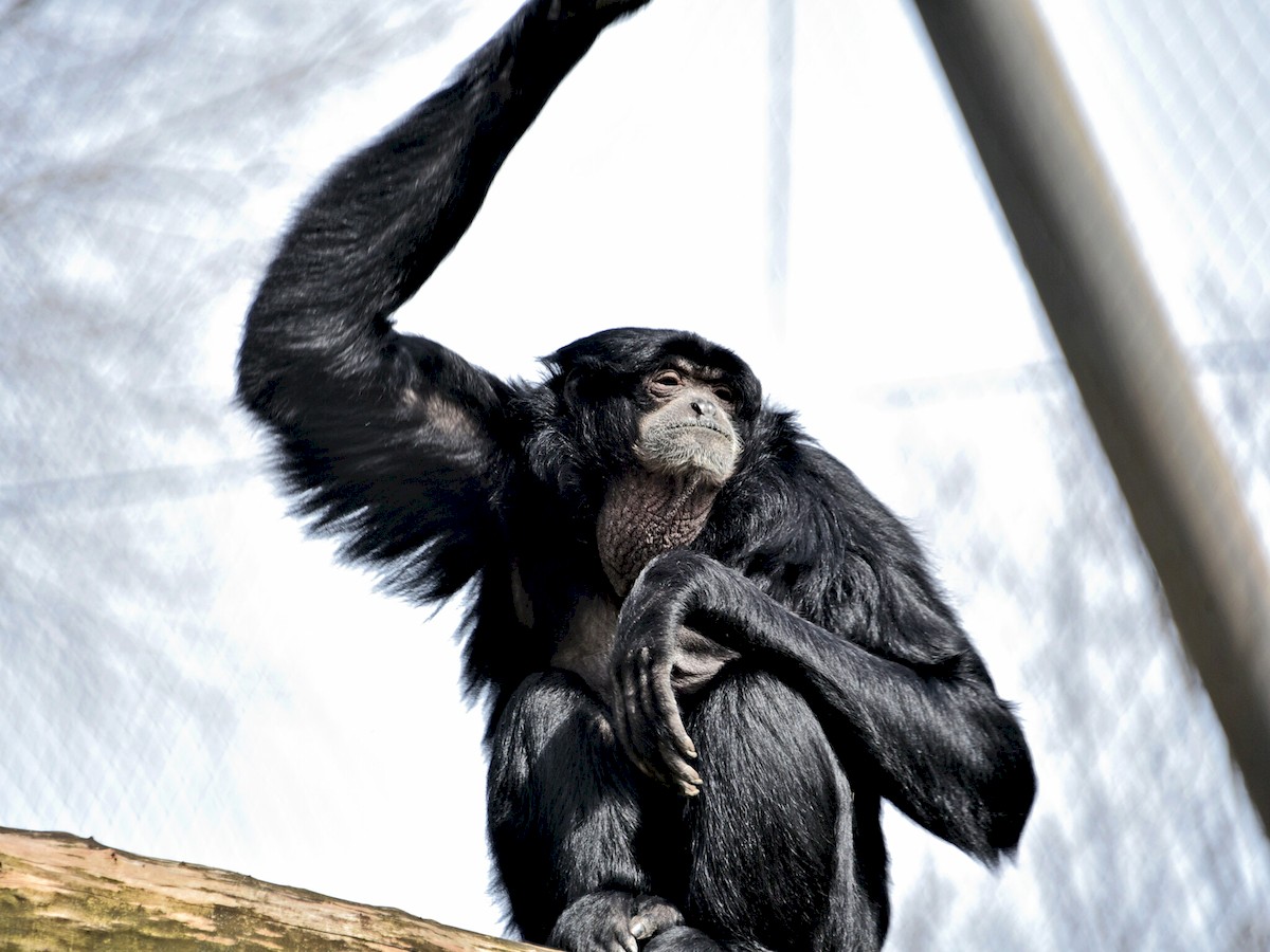 Київський зоопарк запрошує побачити трюки приматів-сіамангів