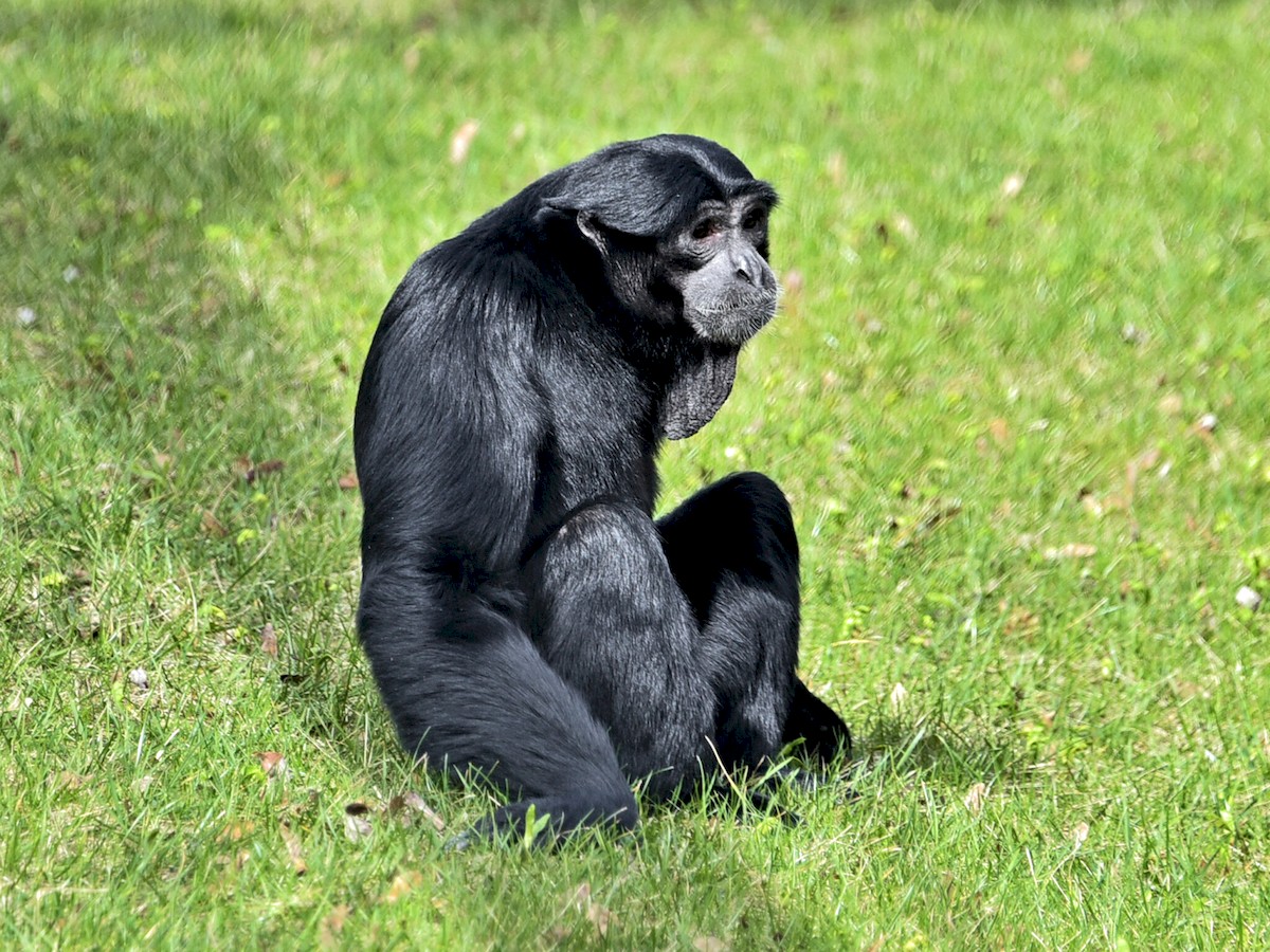 Київський зоопарк запрошує побачити трюки приматів-сіамангів