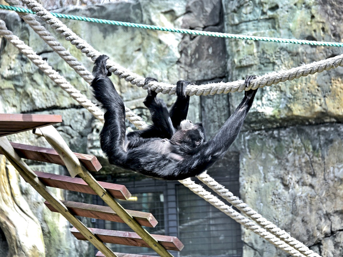 Київський зоопарк запрошує до вольєрів приматів-сіамангів: коли і що цікавого можна побачити 1