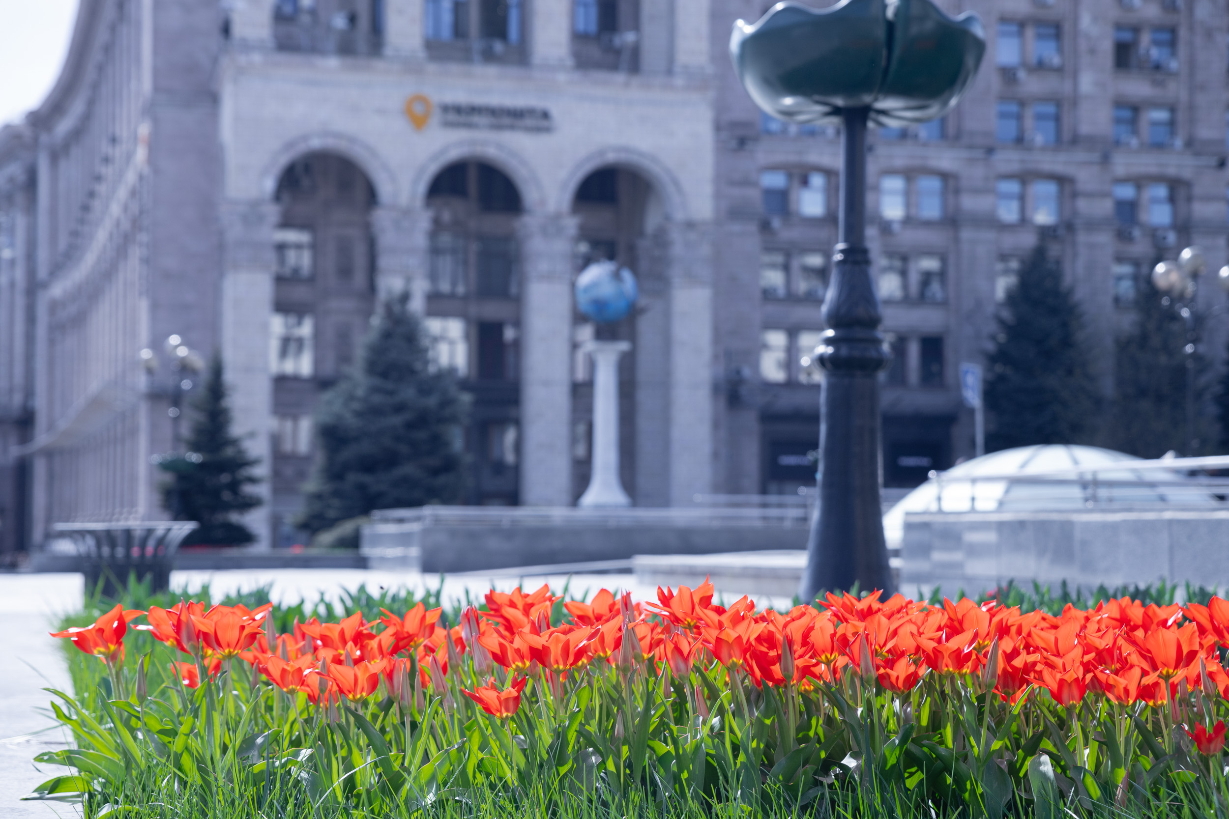 Де у Києві цвітуть тюльпани: адреси