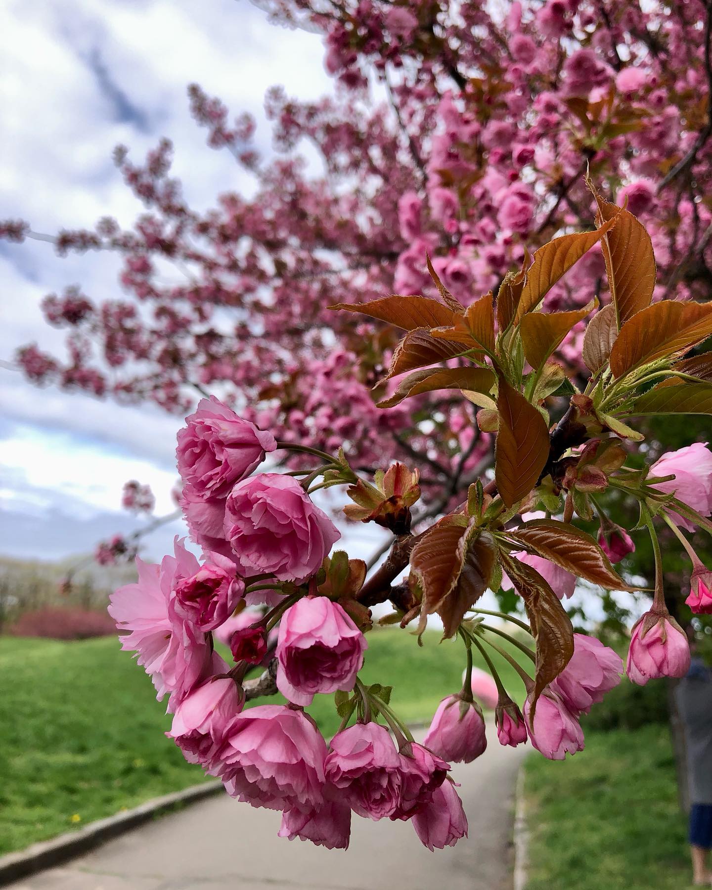 У ботсаду Гришка розквітли сакури та магнолії