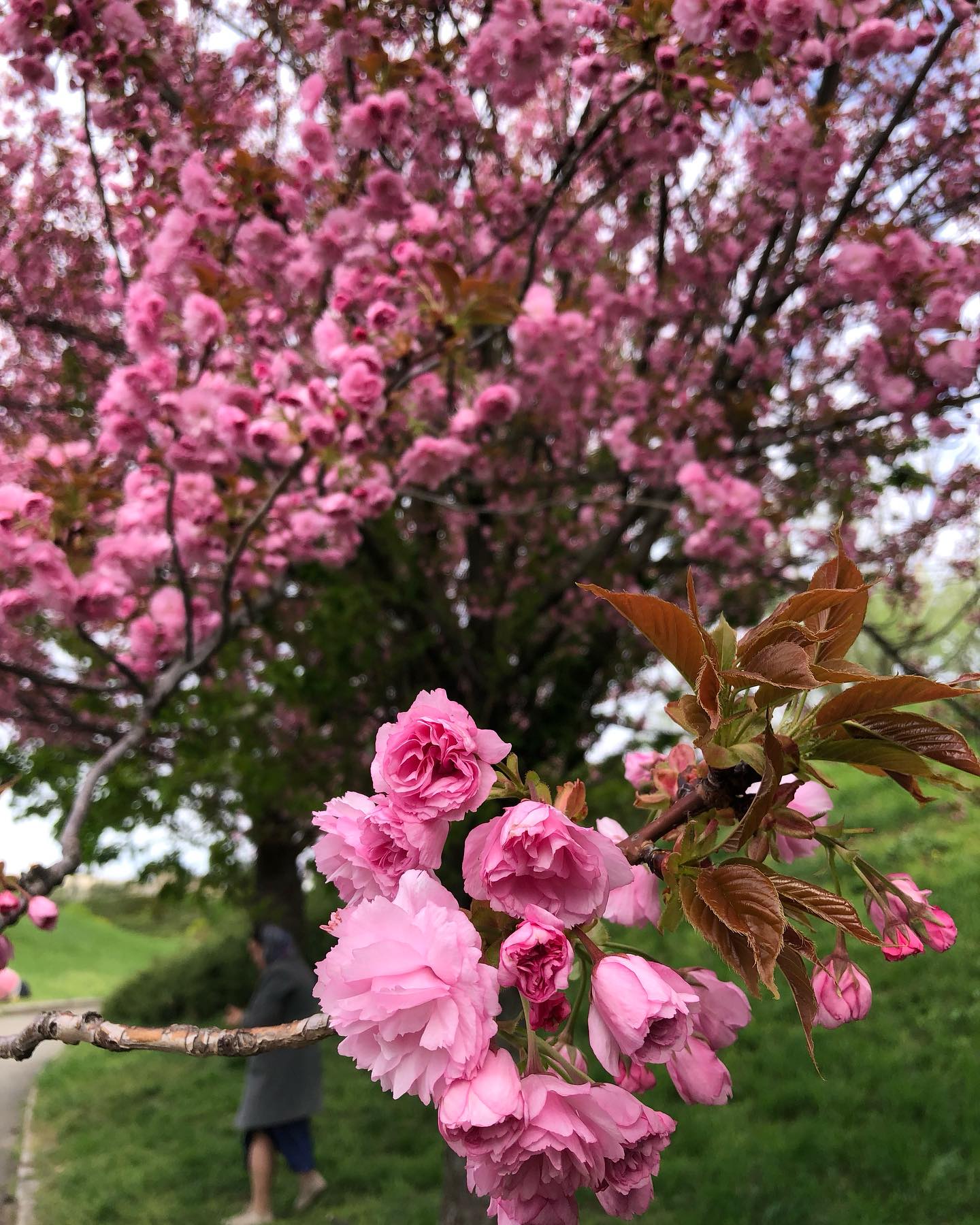 У ботсаду Гришка розквітли сакури та магнолії